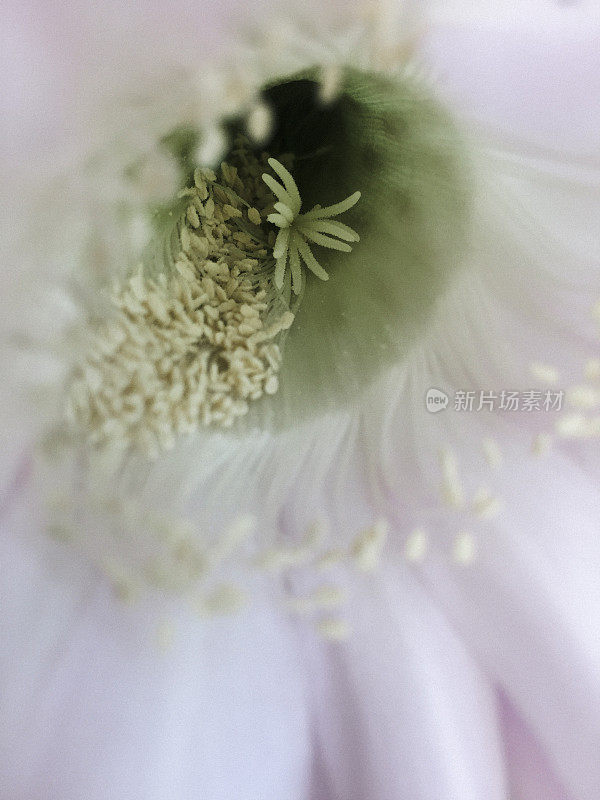 美丽的开花Echinopsis Spachiana Kaktus的特写